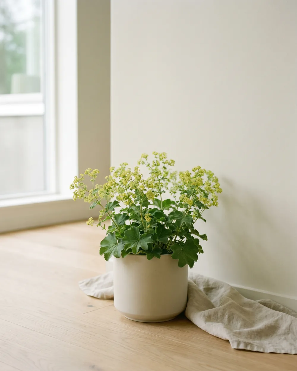 Frauenmantel styliert im Wohnraum