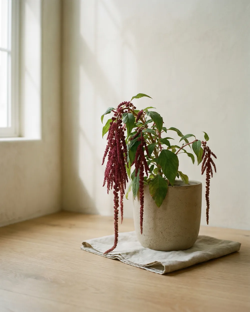 Fuchsschwanz styliert im Wohnraum