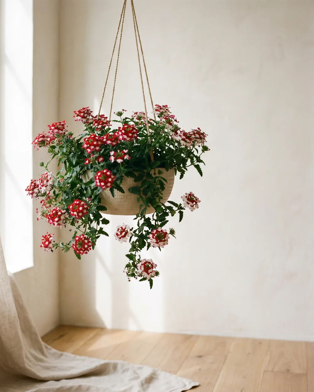 Garten-Verbene styliert im Wohnraum