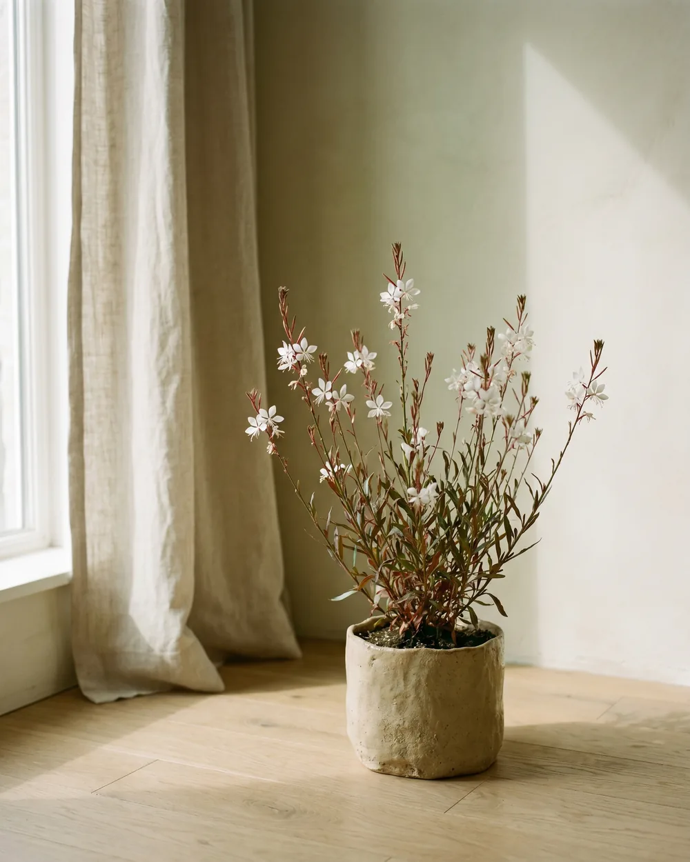 Gaura styliert im Wohnraum