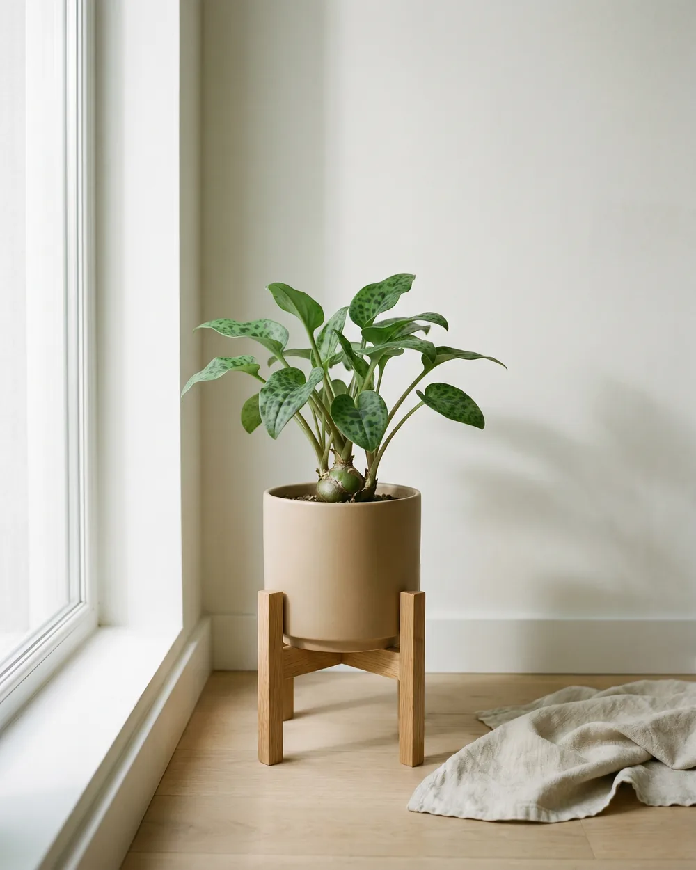 Gefleckte Drimiopsis styliert im Wohnraum