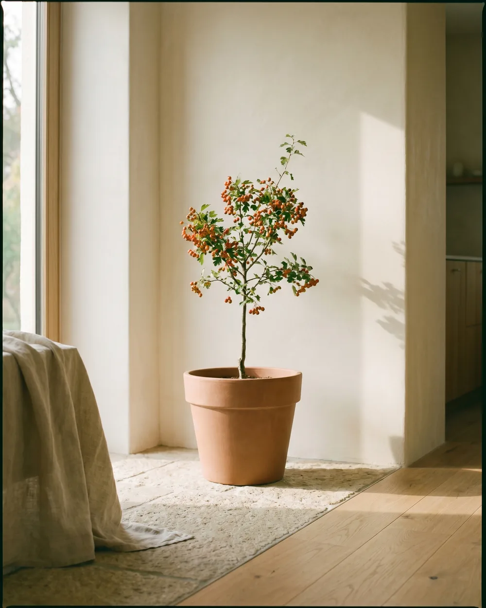 Apfeldorn styliert im Wohnraum