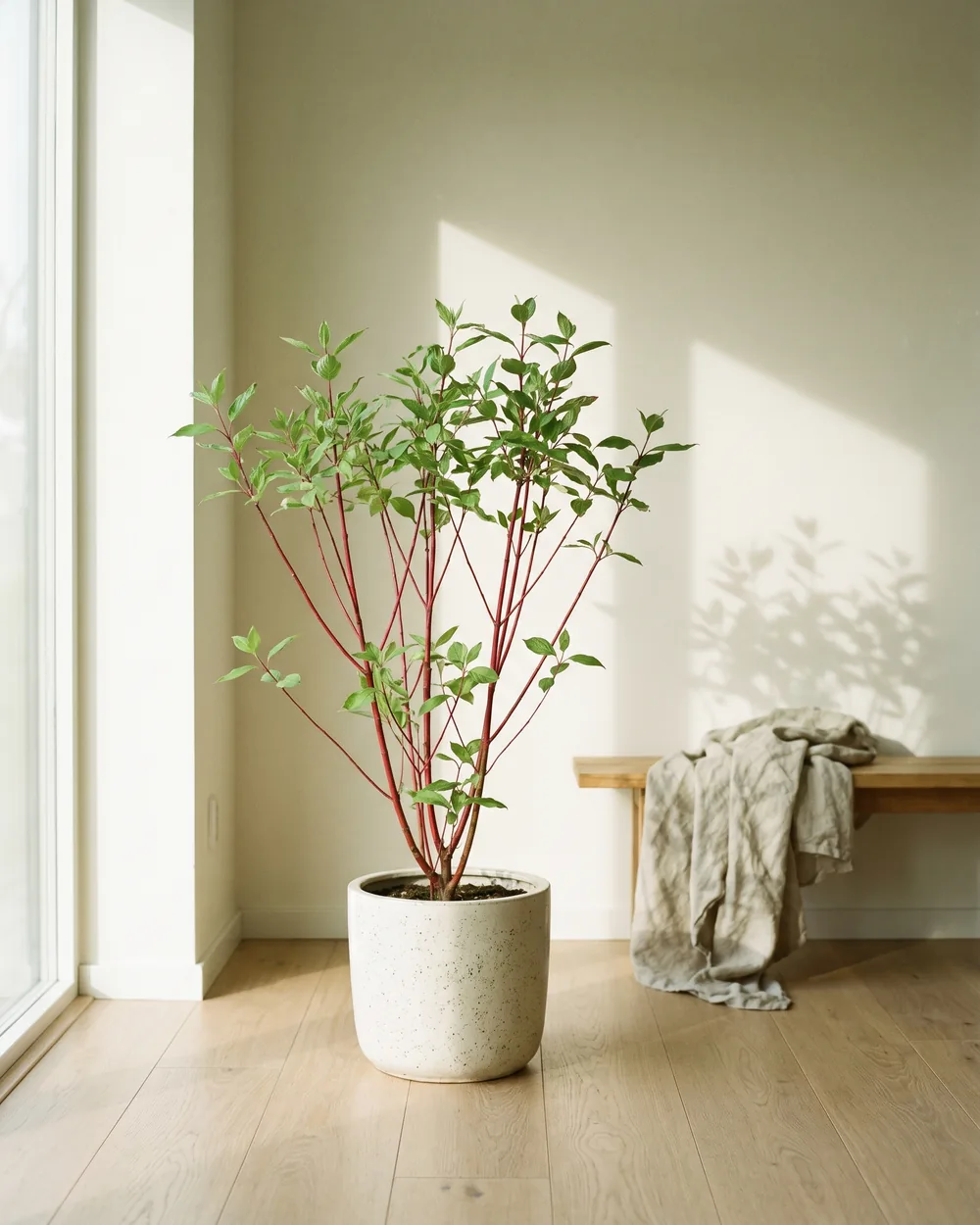 Hartriegel styliert im Wohnraum