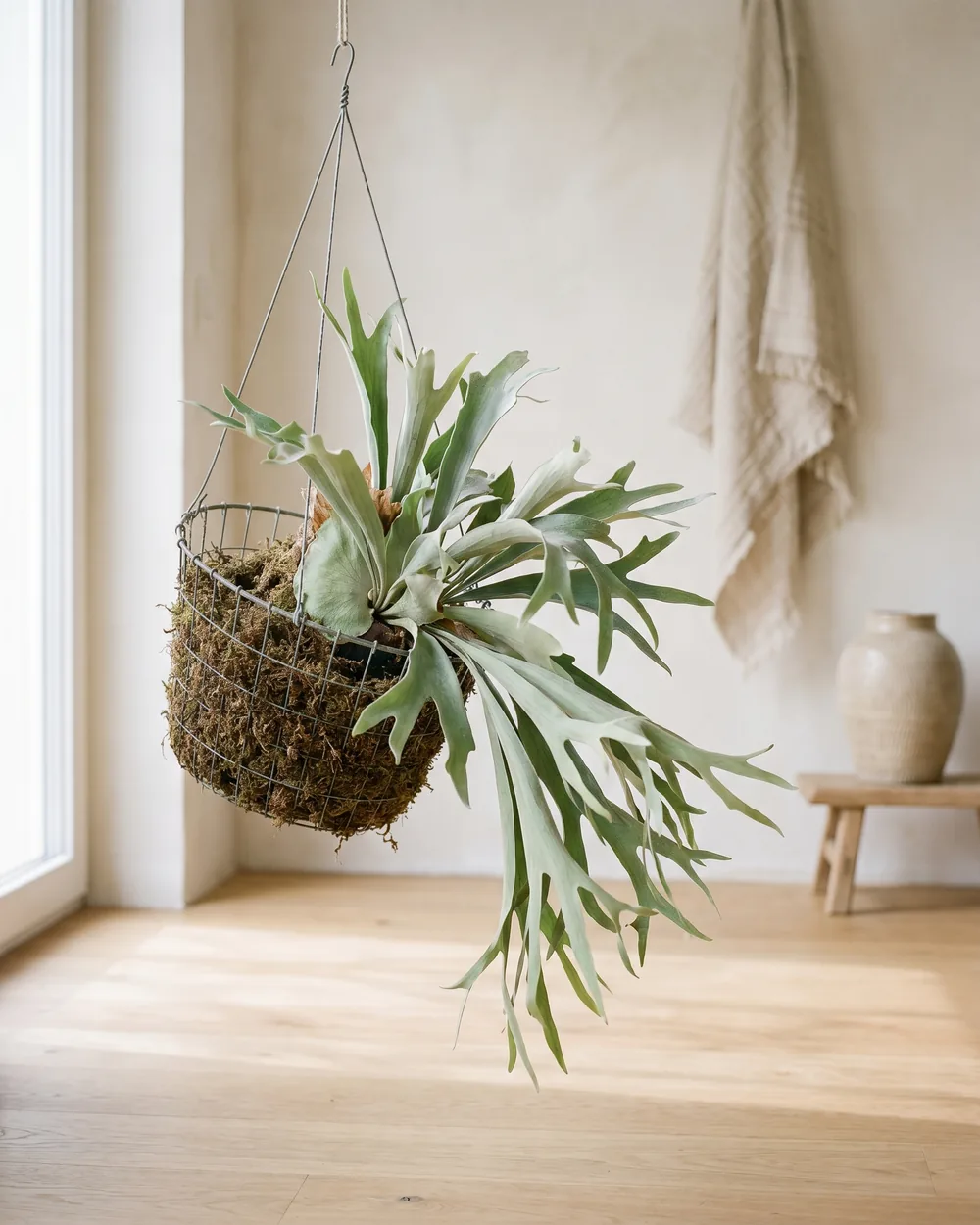 Geweihfarn styliert im Wohnraum