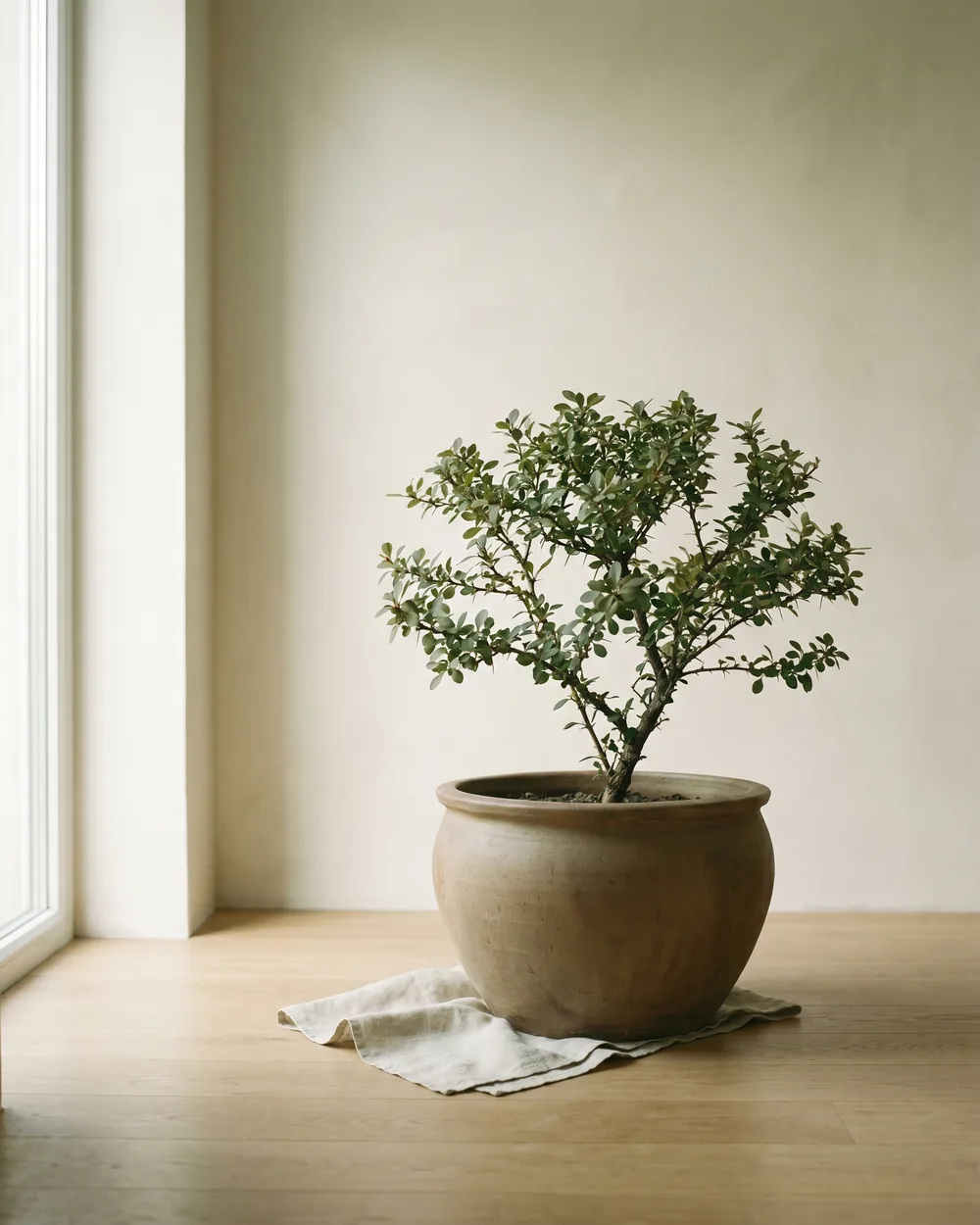 Gewöhnliche Berberitze styliert im Wohnraum