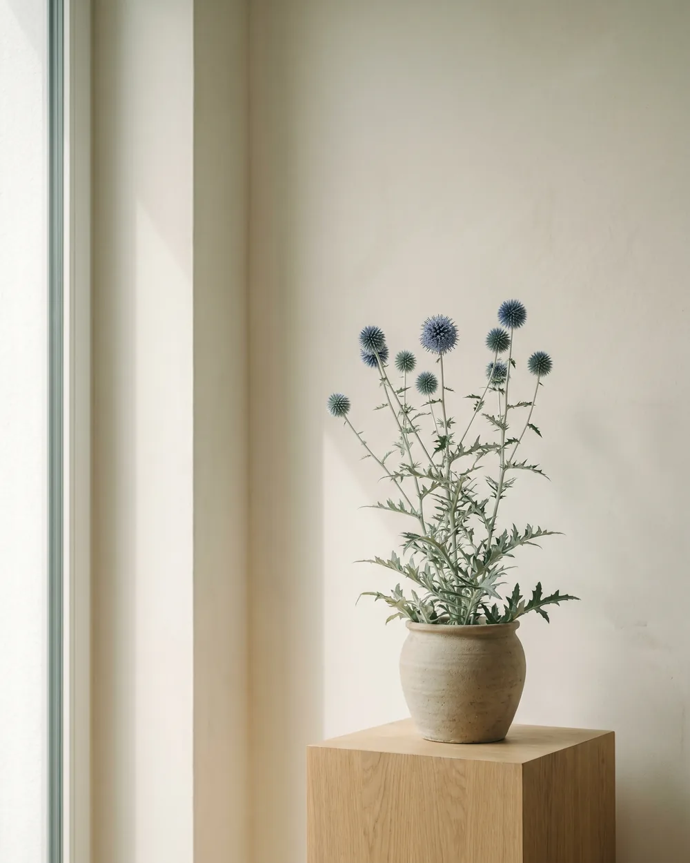 Gewöhnliche Kugeldistel styliert im Wohnraum