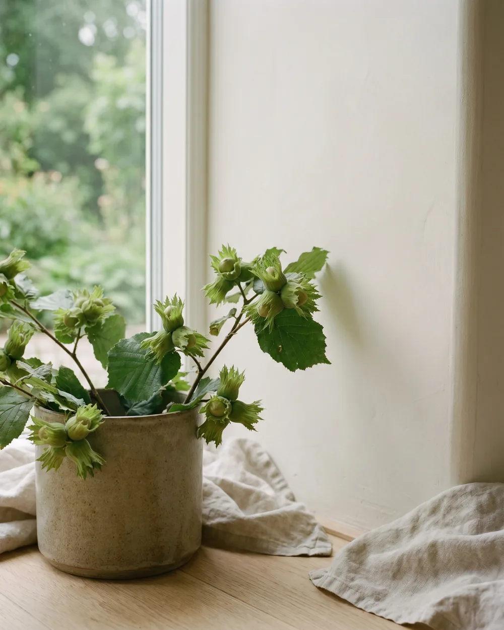 Haselnuss styliert im Wohnraum