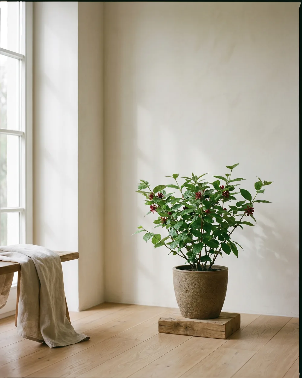 Gewürzstrauch styliert im Wohnraum