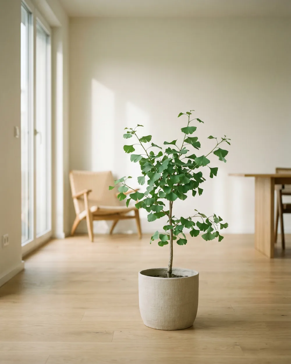 Ginkgo styliert im Wohnraum