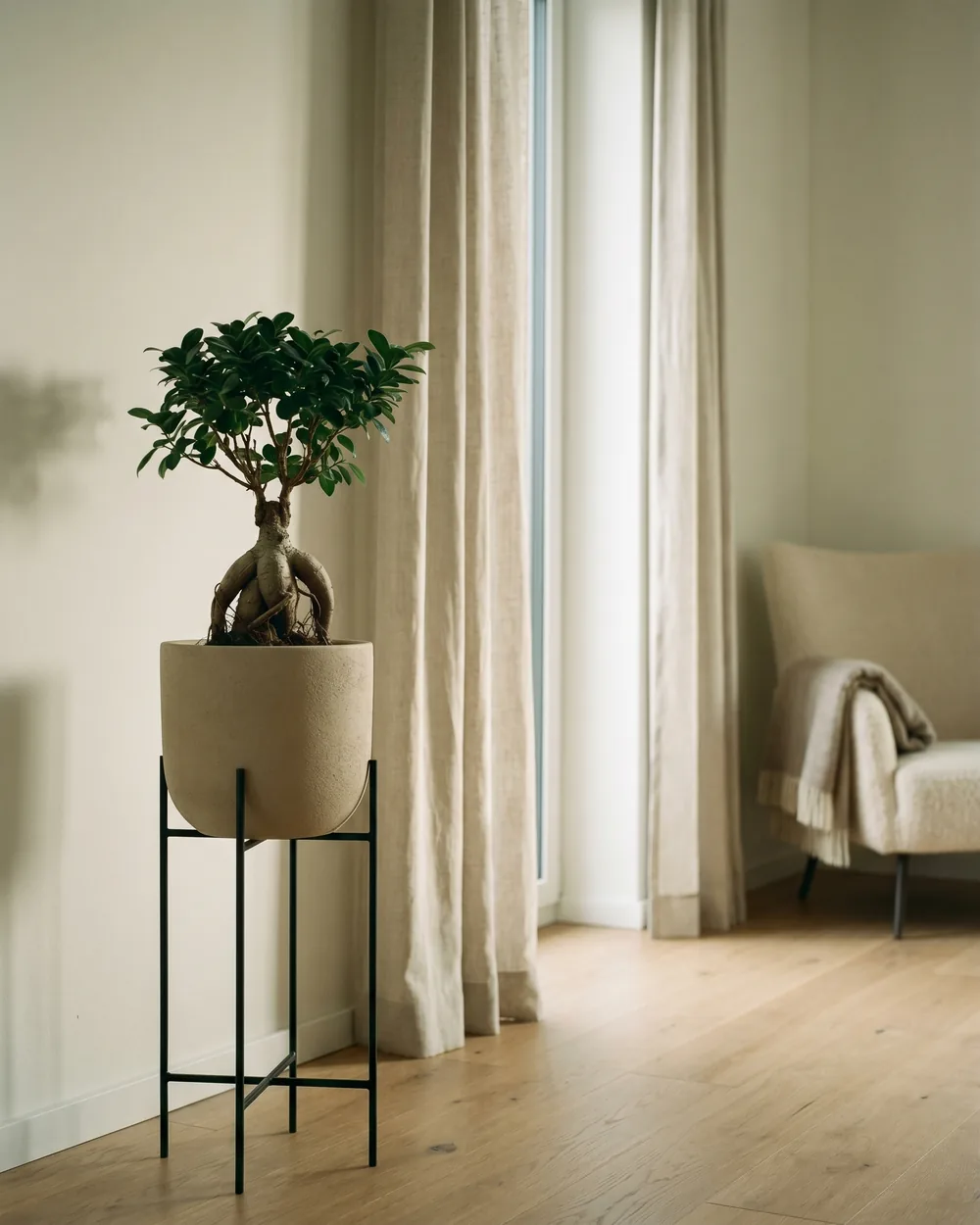 Ginseng-Feige styliert im Wohnraum