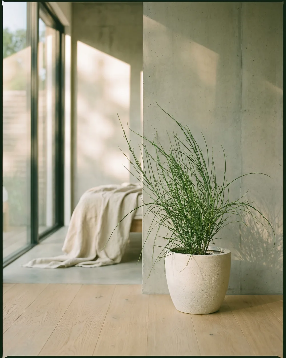 Ginster styliert im Wohnraum