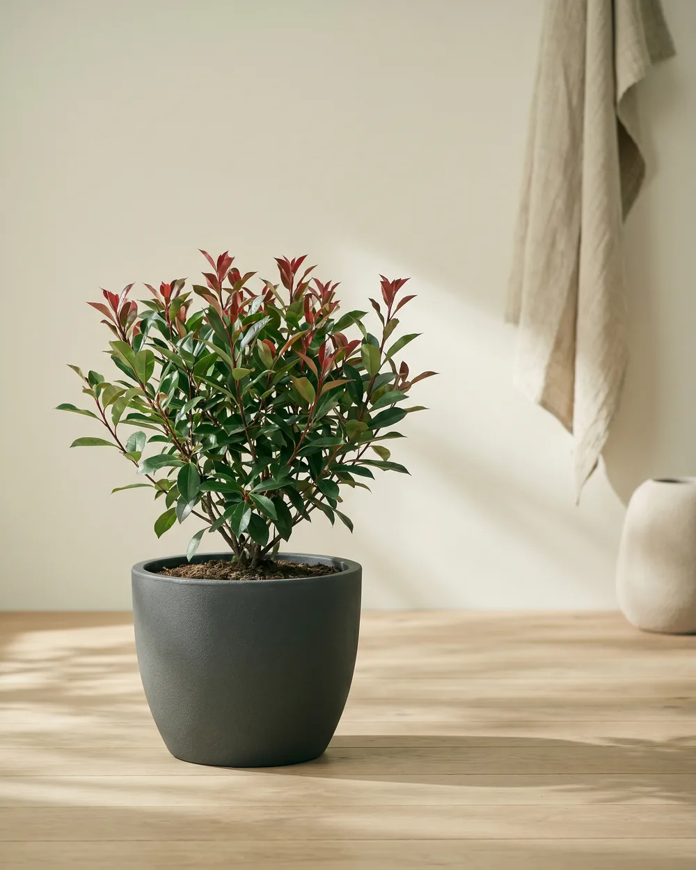 Glanzmispel styliert im Wohnraum