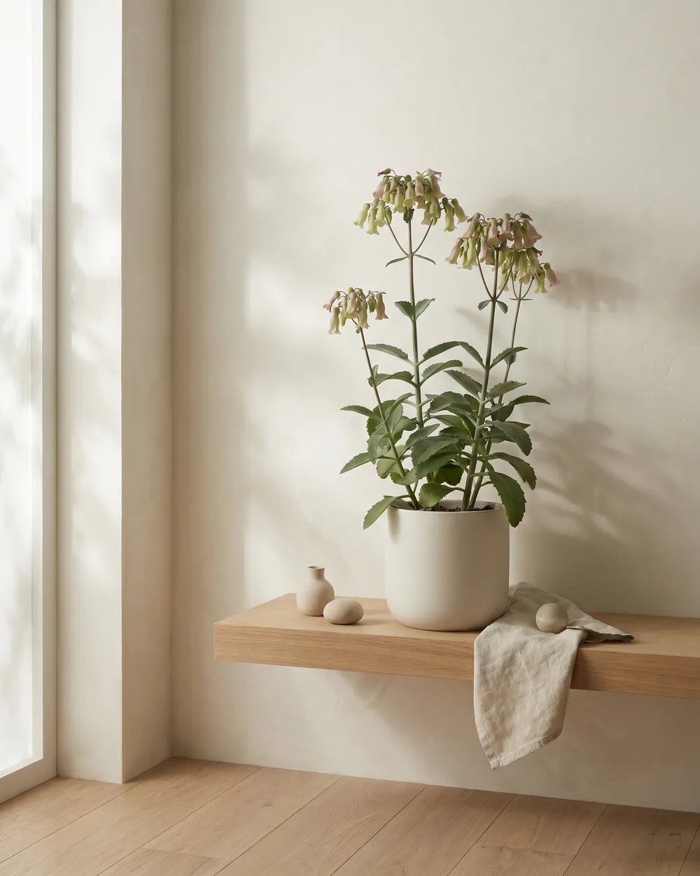 Glocken-Kalanchoe styliert im Wohnraum