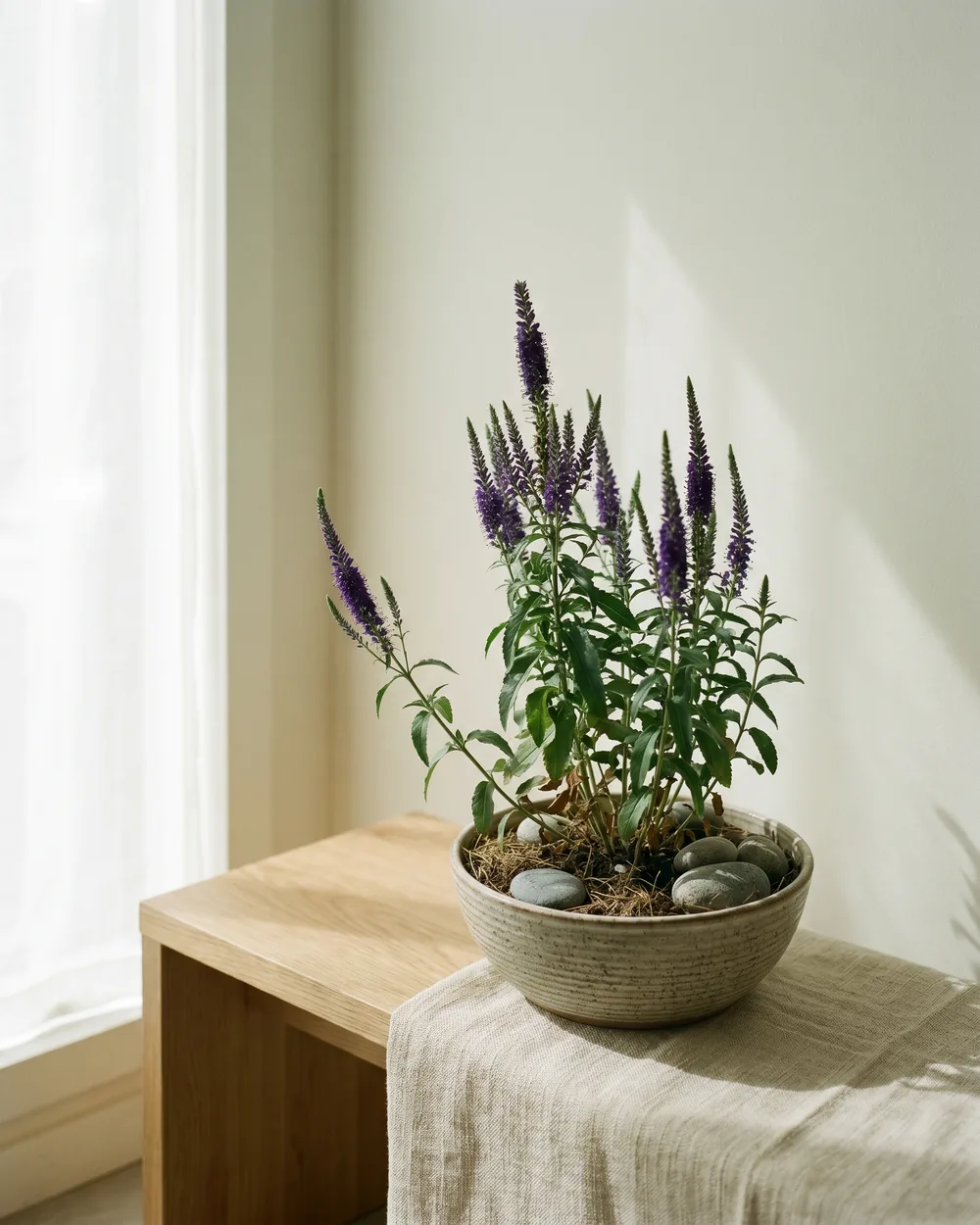 Ähren-Ehrenpreis styliert im Wohnraum