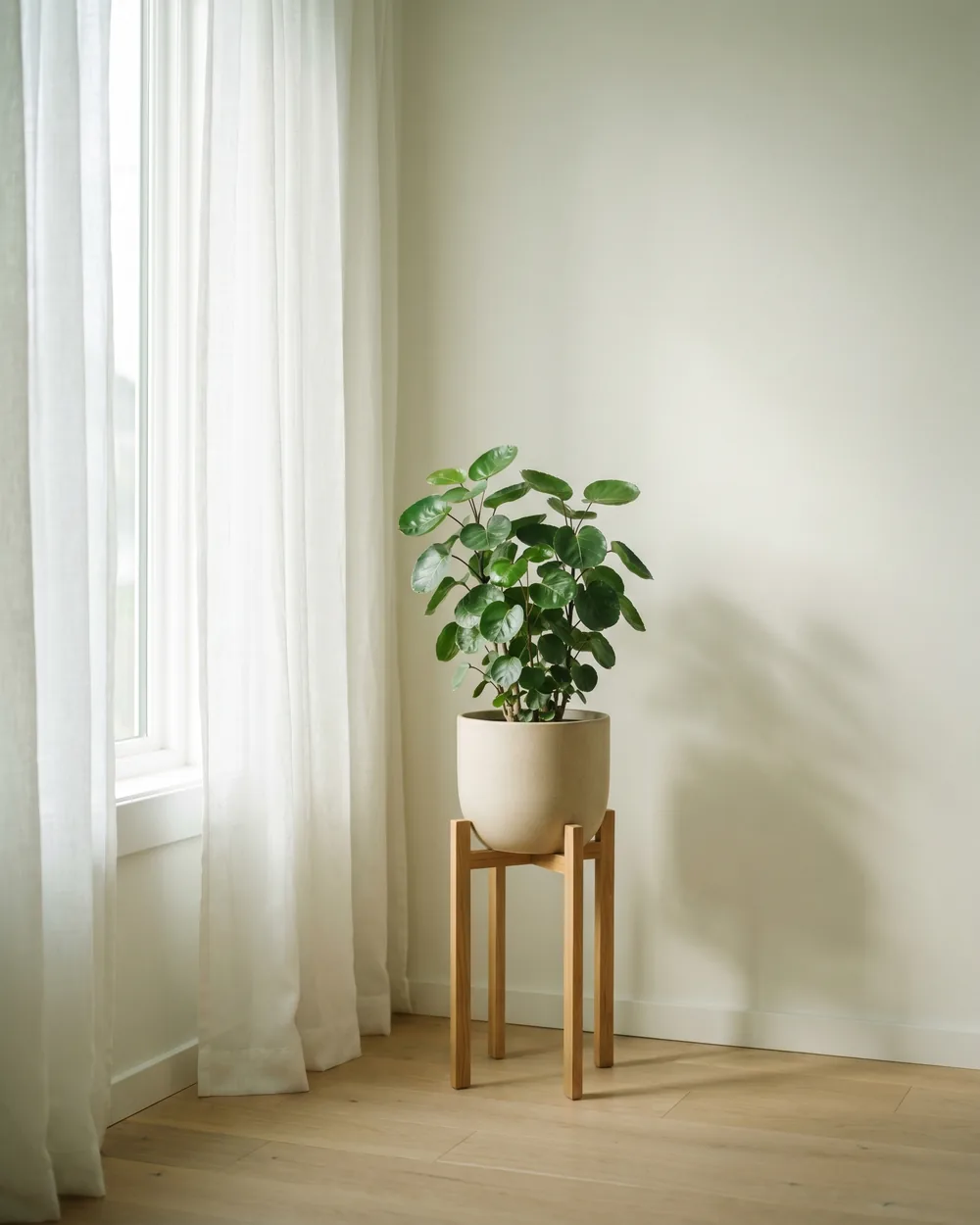 Aralie styliert im Wohnraum