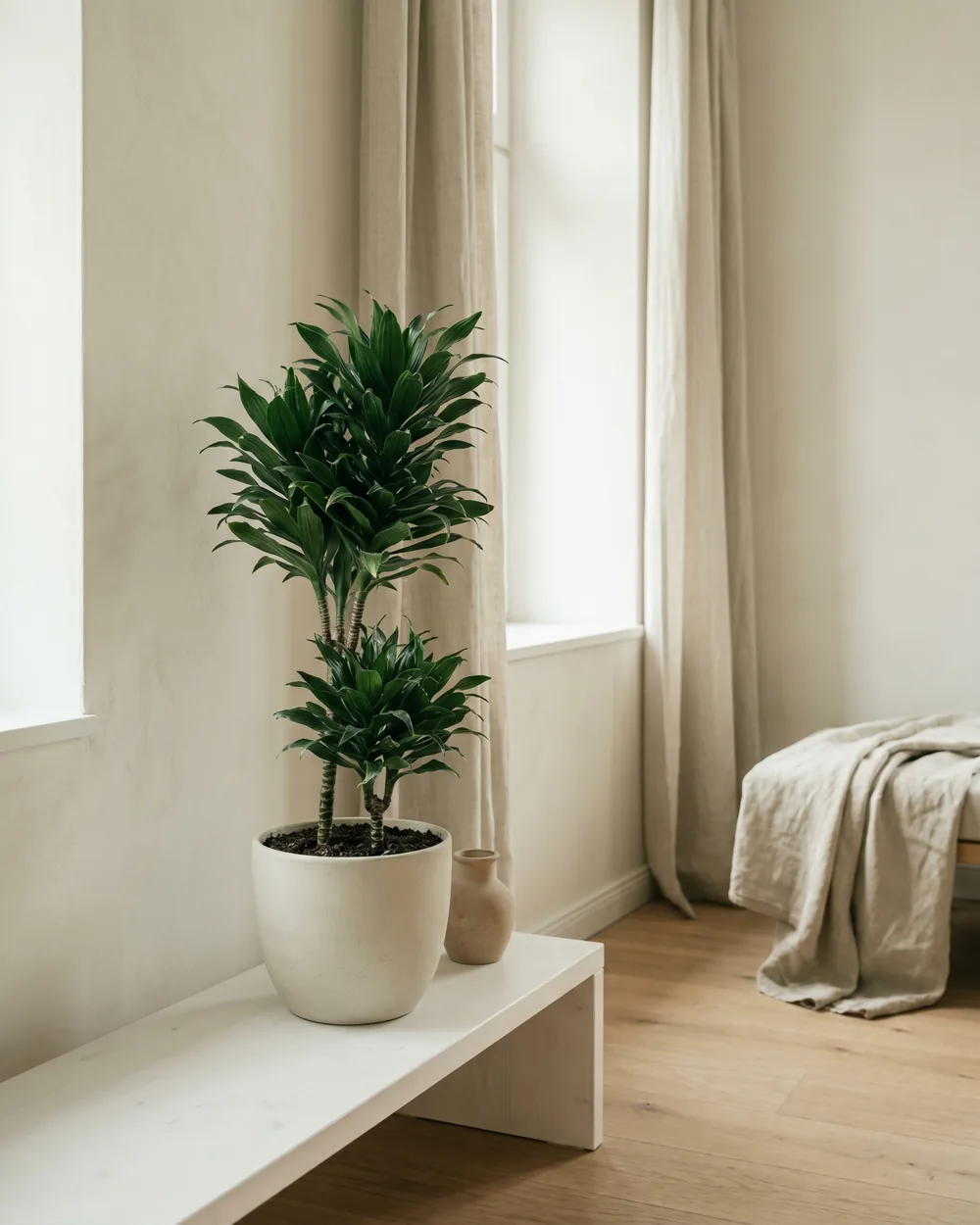 Glücksbambus styliert im Wohnraum