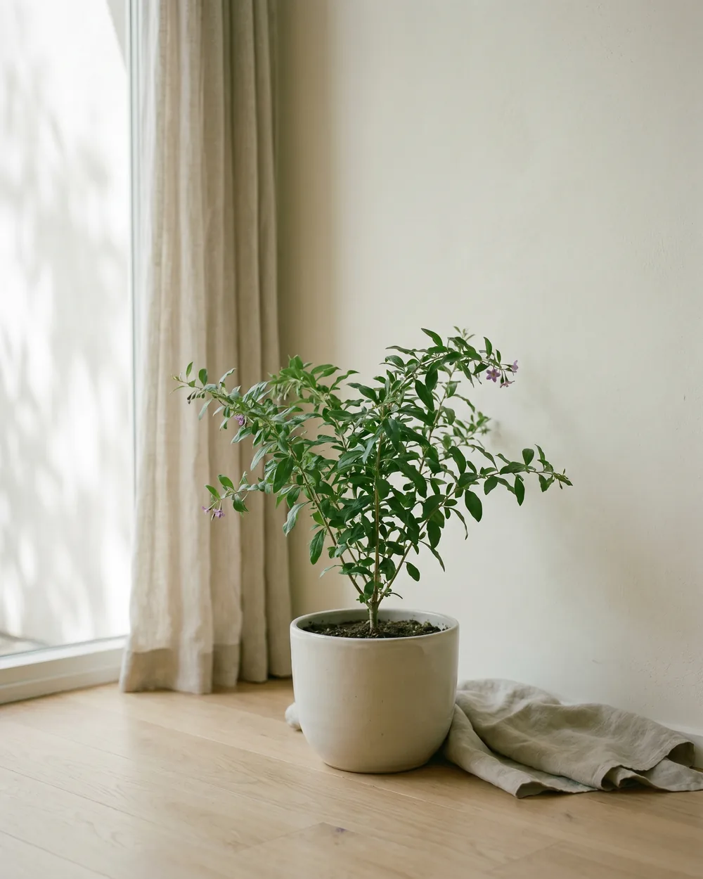 Goji-Beere styliert im Wohnraum