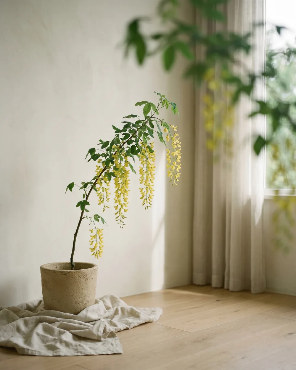 Goldregen styliert im Wohnraum