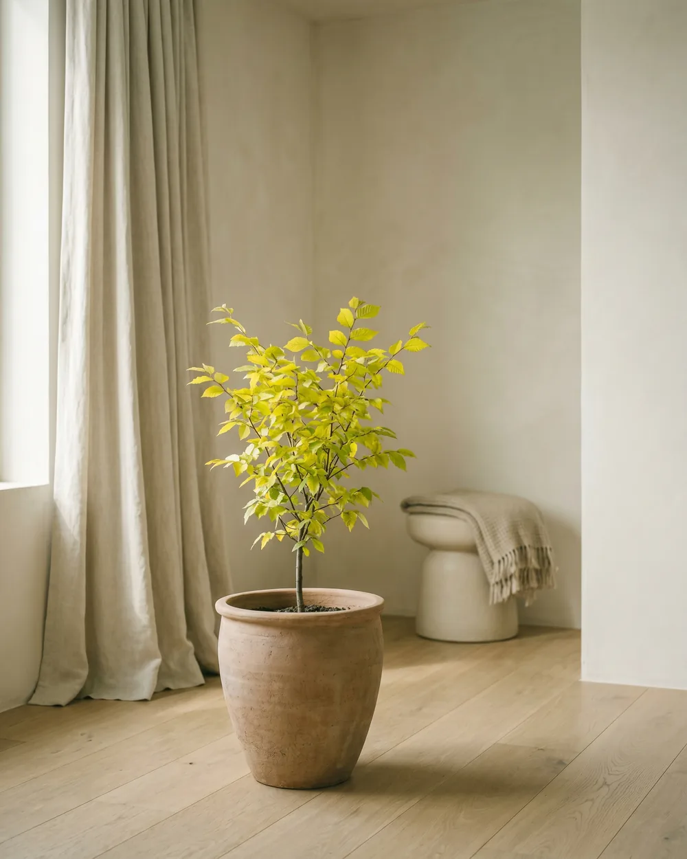 Goldulme styliert im Wohnraum