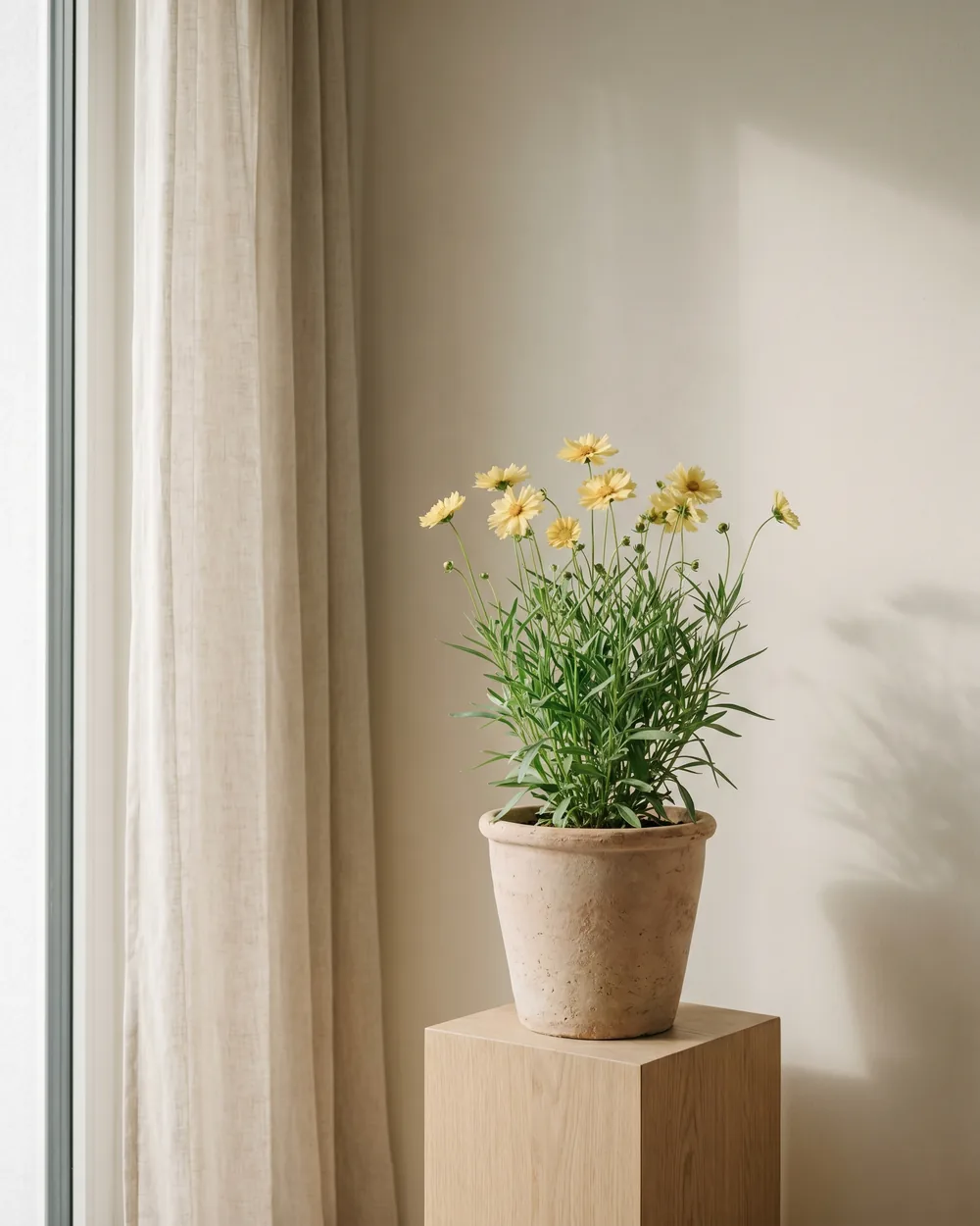 Groblütige Schmuckkörbchen styliert im Wohnraum