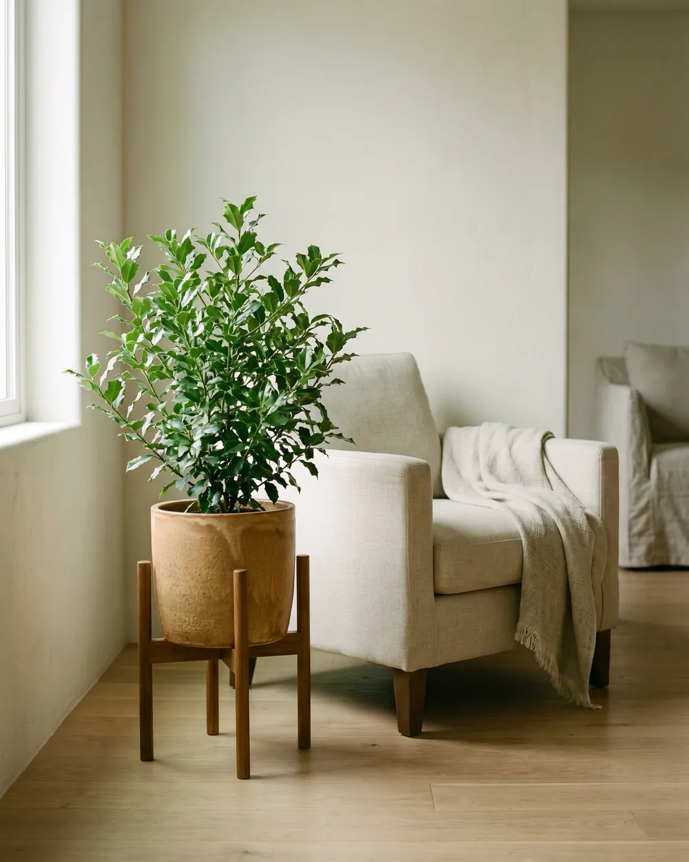 Guayusa styliert im Wohnraum