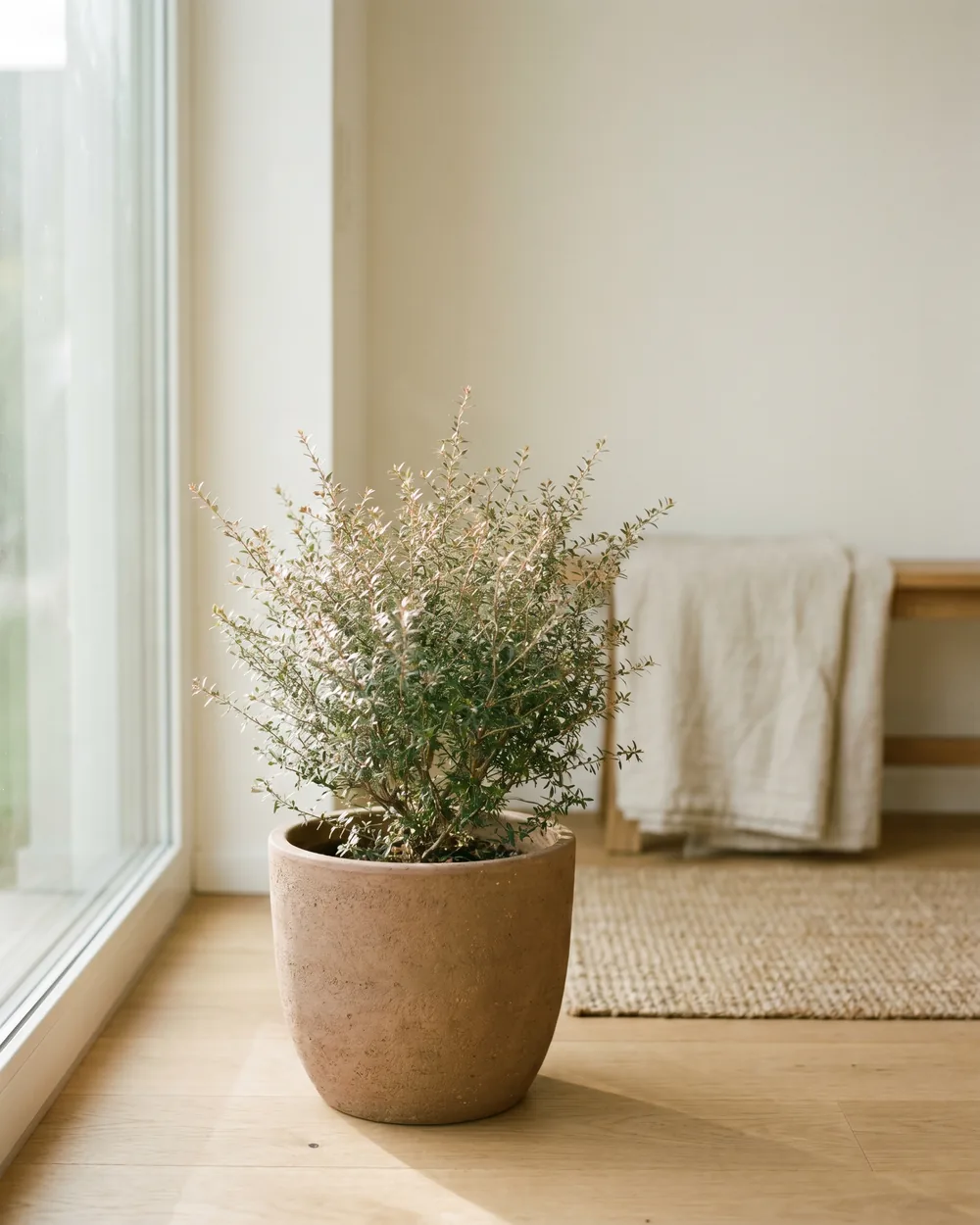 Australisches Zitronenblatt styliert im Wohnraum