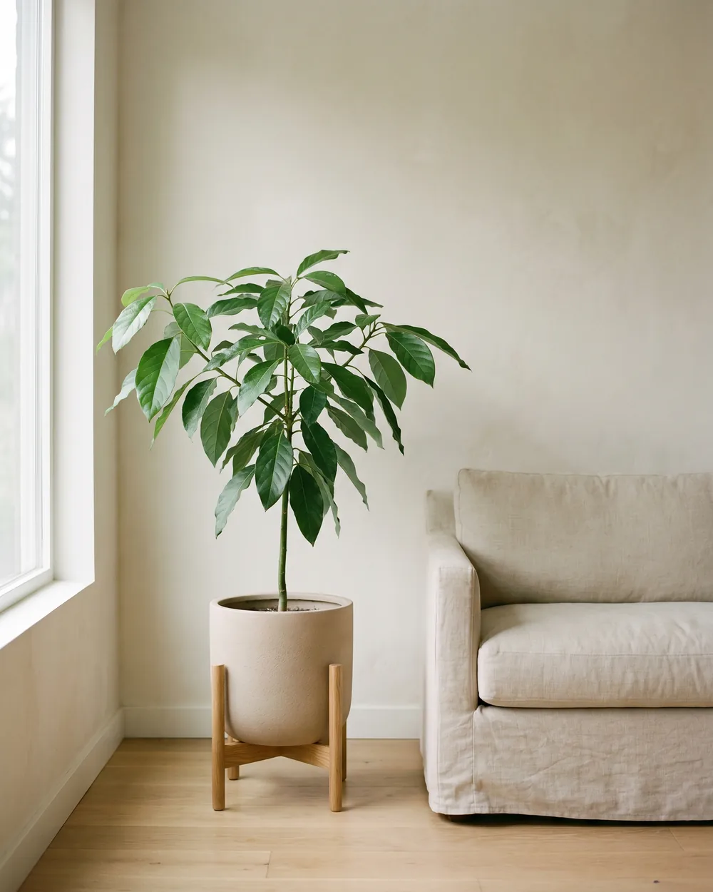 Avocado styliert im Wohnraum