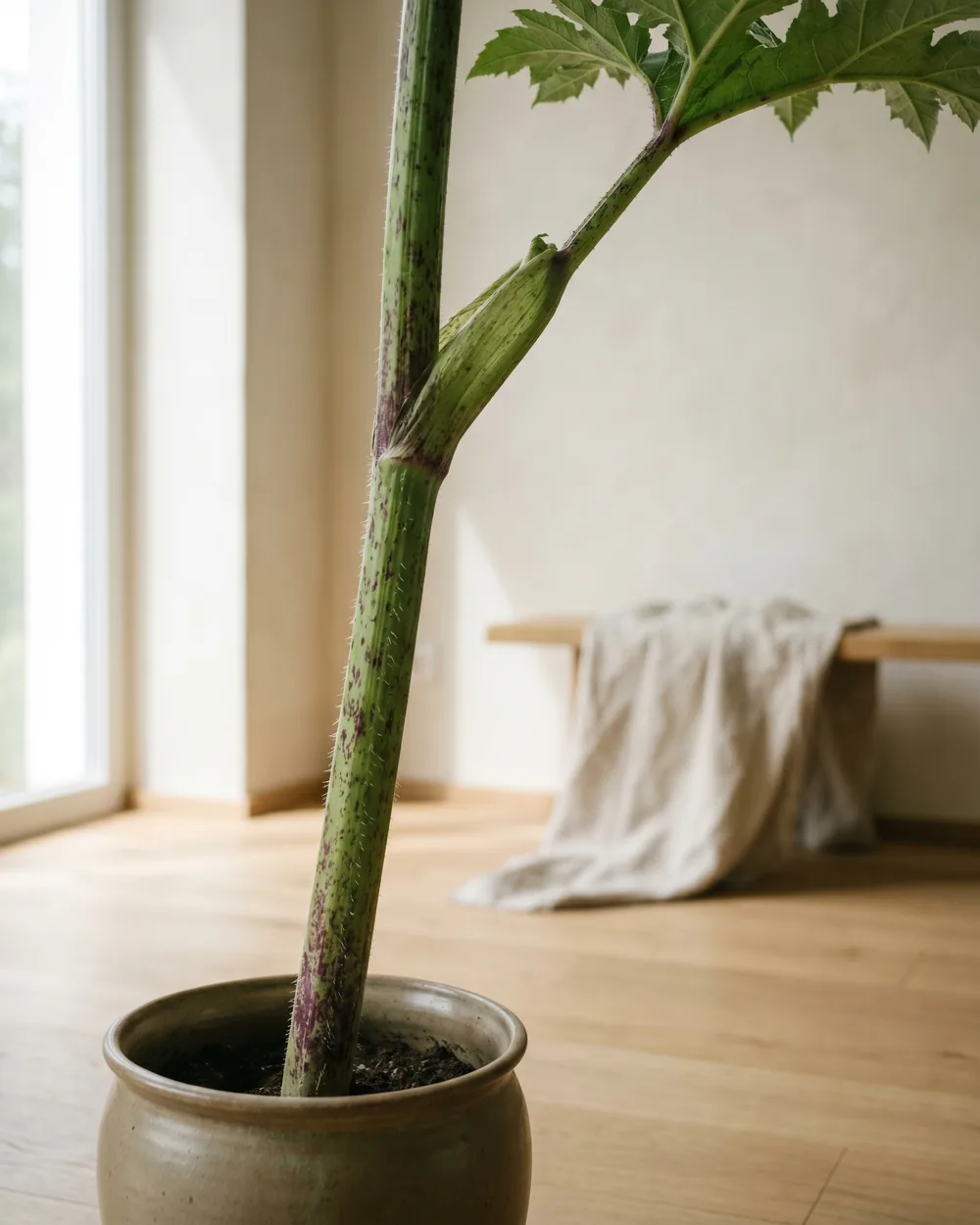 Bärenklau styliert im Wohnraum