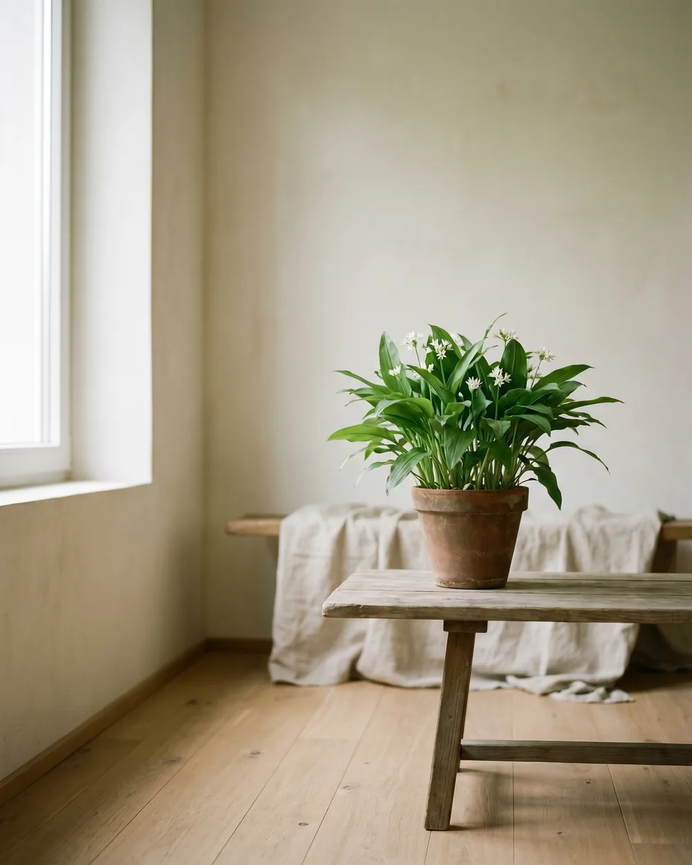 Bärlauch styliert im Wohnraum