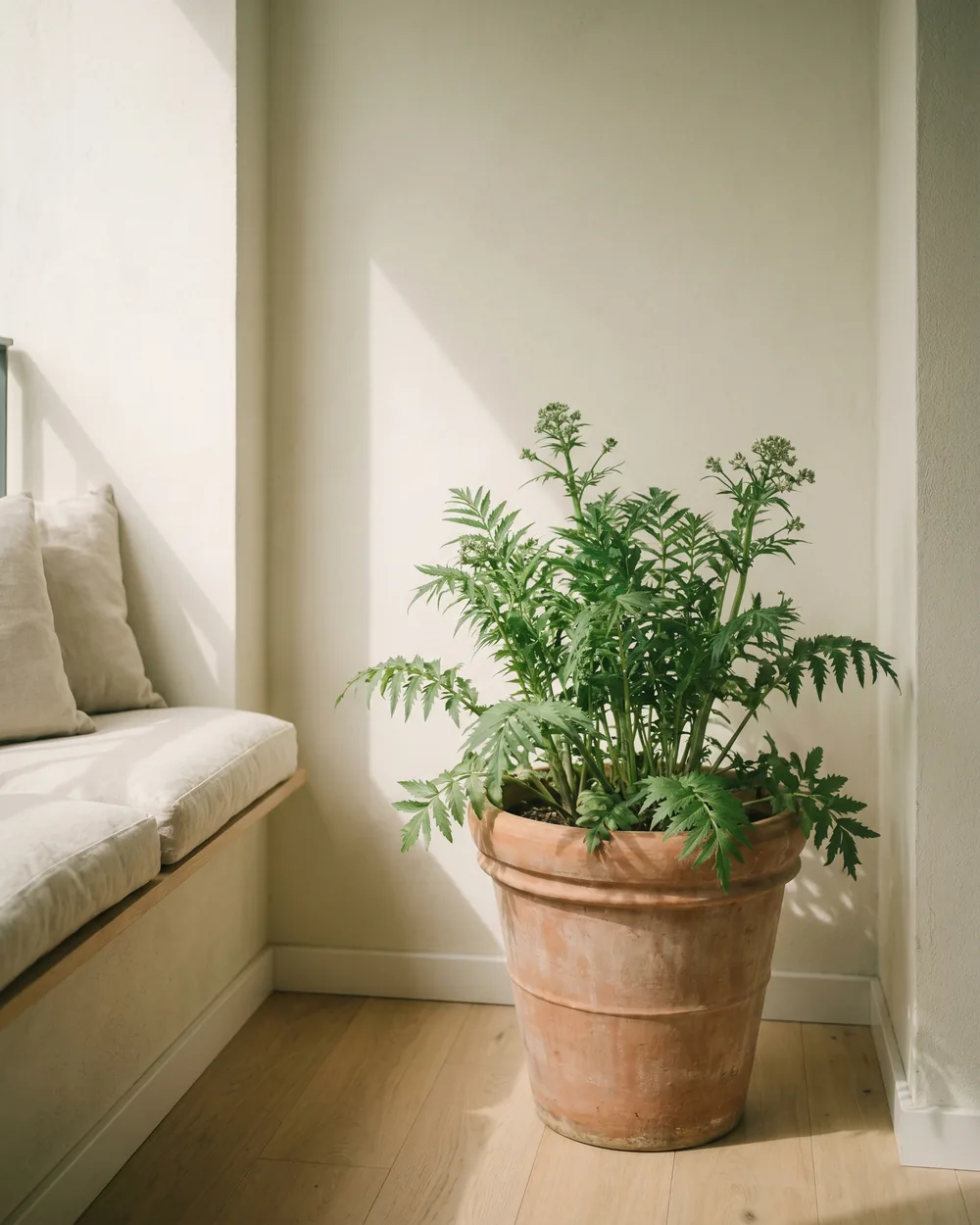 Baldrian styliert im Wohnraum