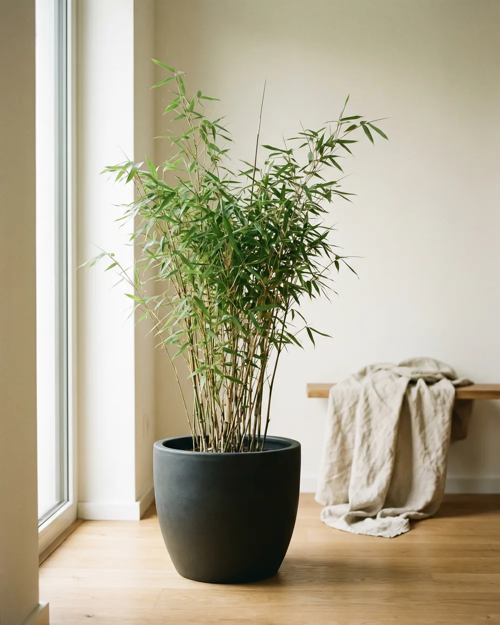 Bambus styliert im Wohnraum