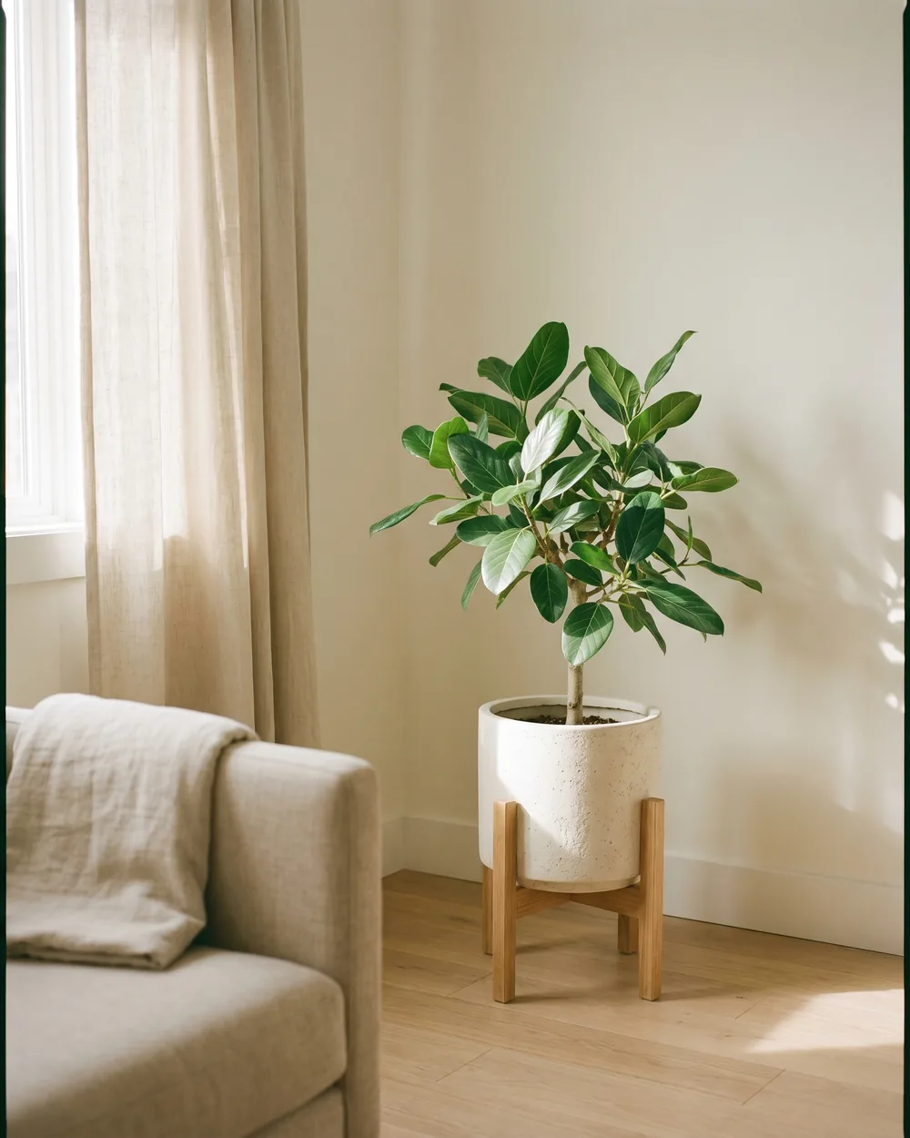 Banyanbaum styliert im Wohnraum