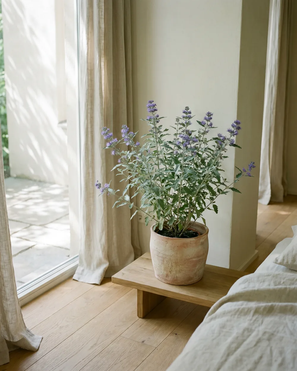 Bartblume styliert im Wohnraum