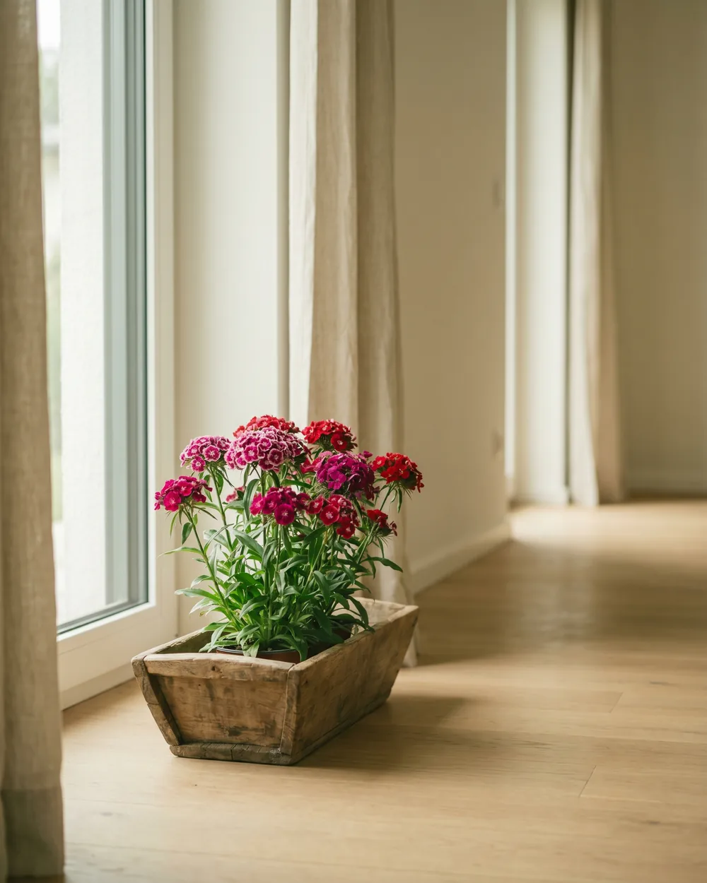 Bartnelke styliert im Wohnraum