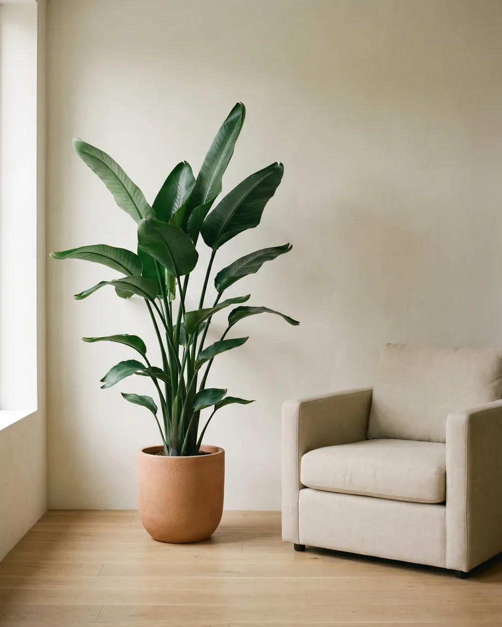 Baum-Strelitzie styliert im Wohnraum