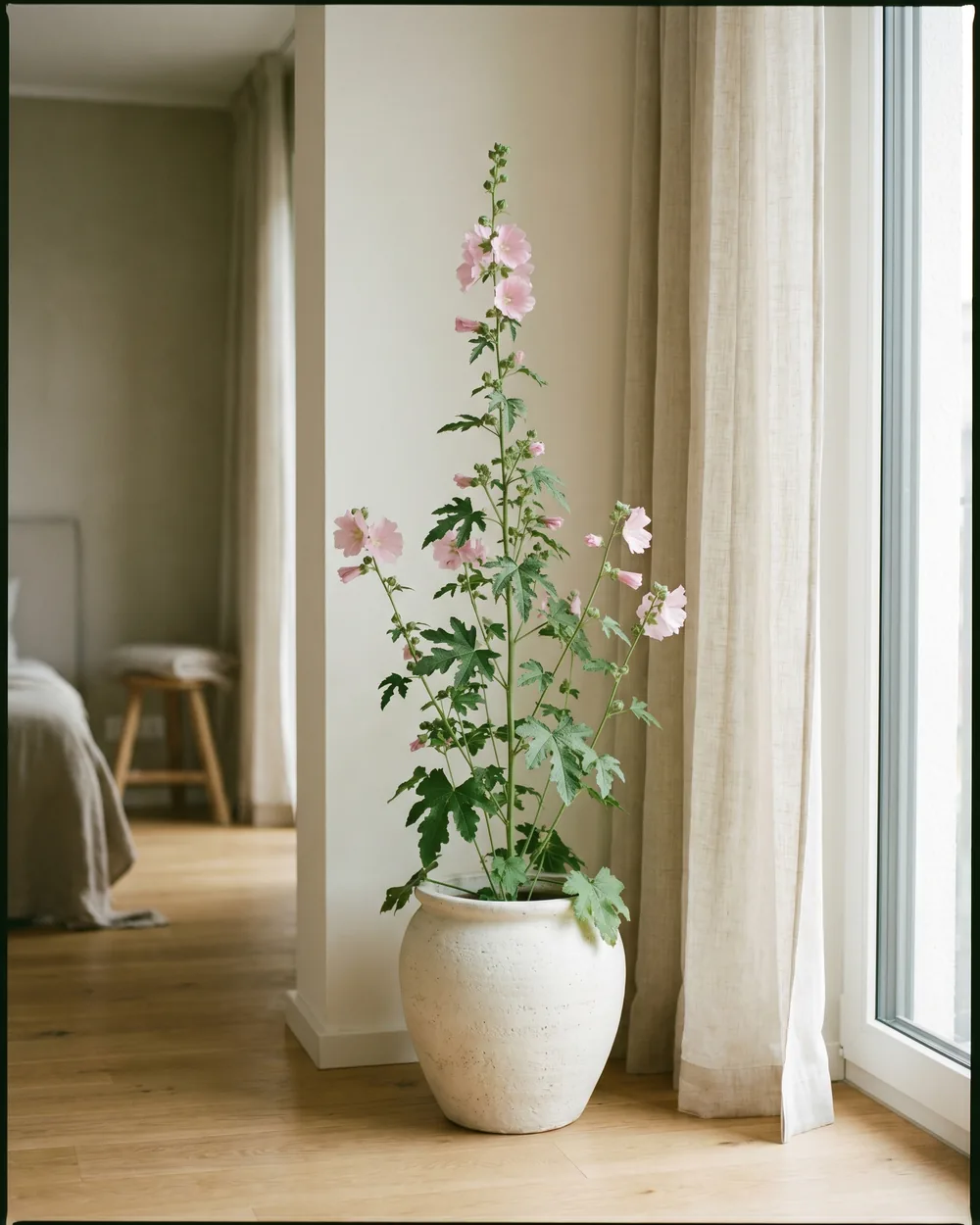 Bechermalve styliert im Wohnraum