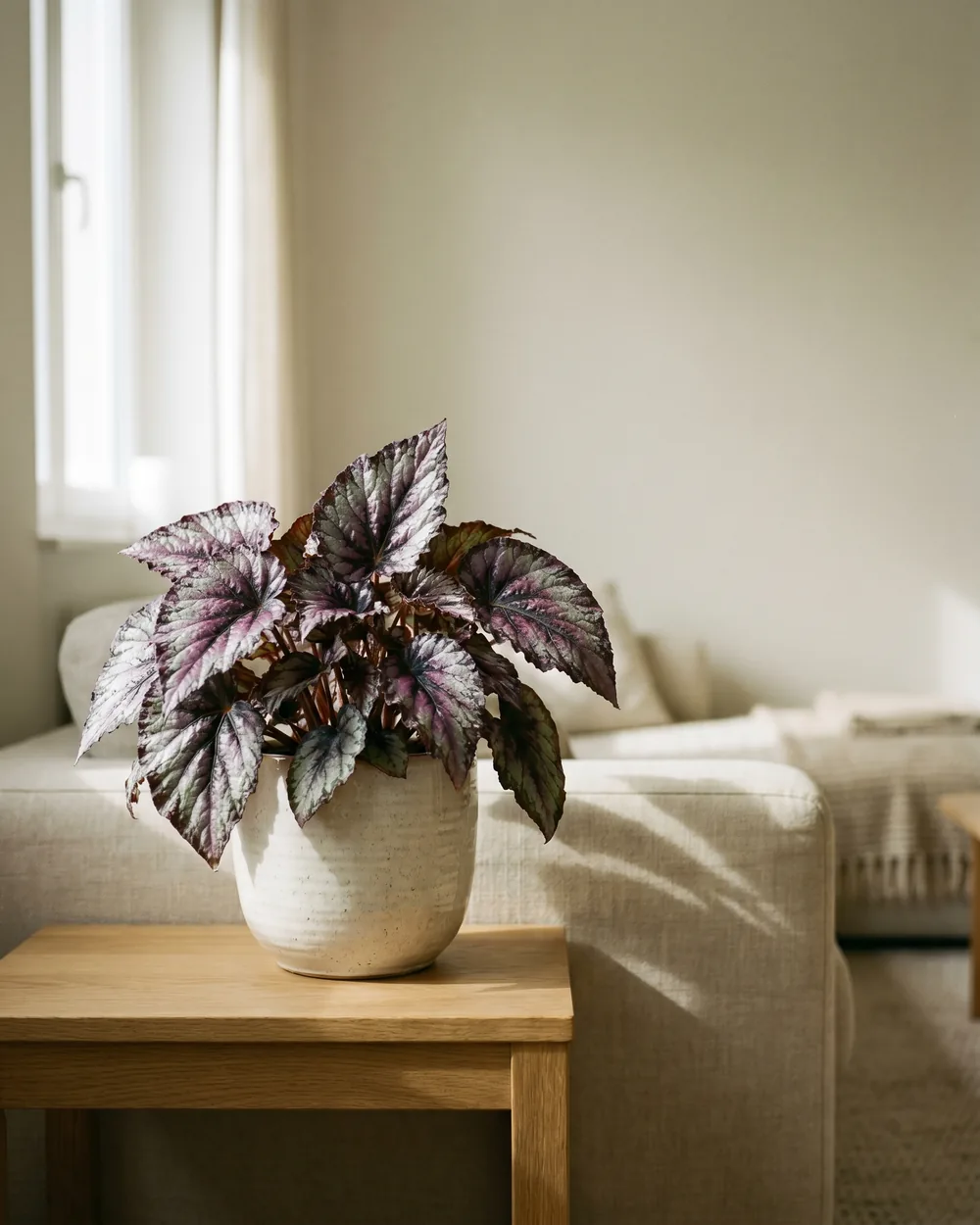 Begonie styliert im Wohnraum