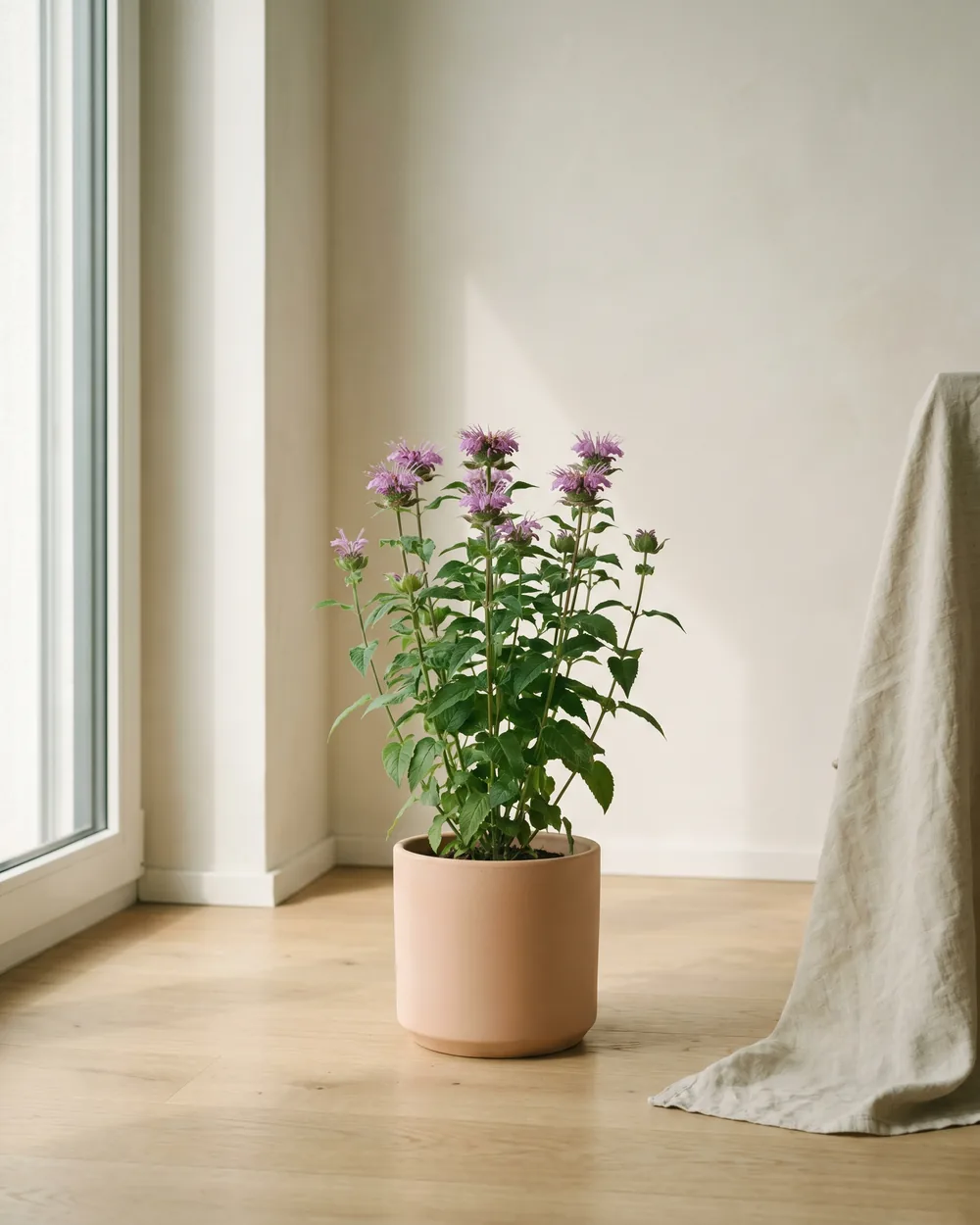 Bergamotte styliert im Wohnraum