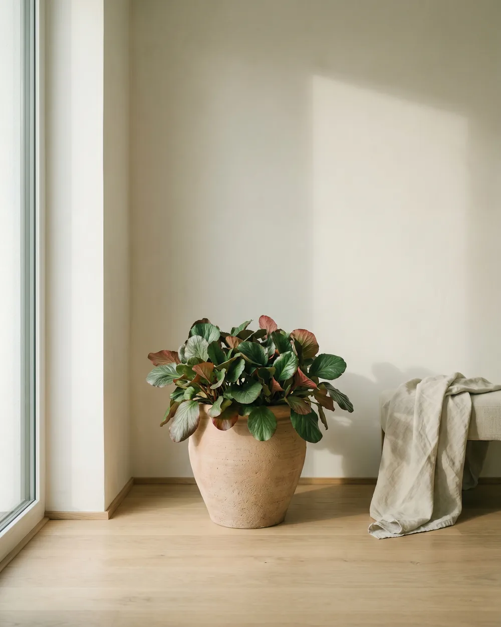 Bergenie styliert im Wohnraum