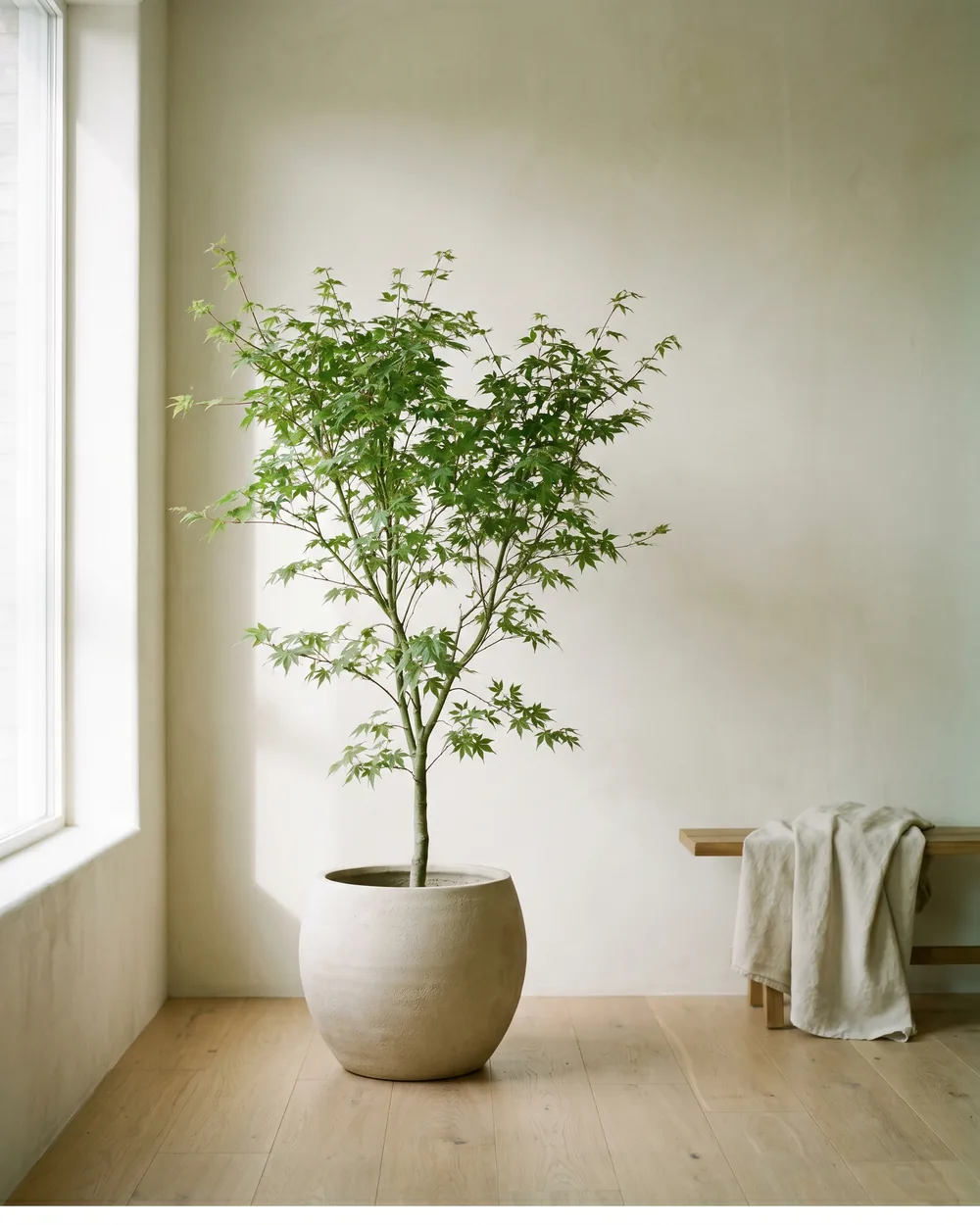 Ahorn styliert im Wohnraum