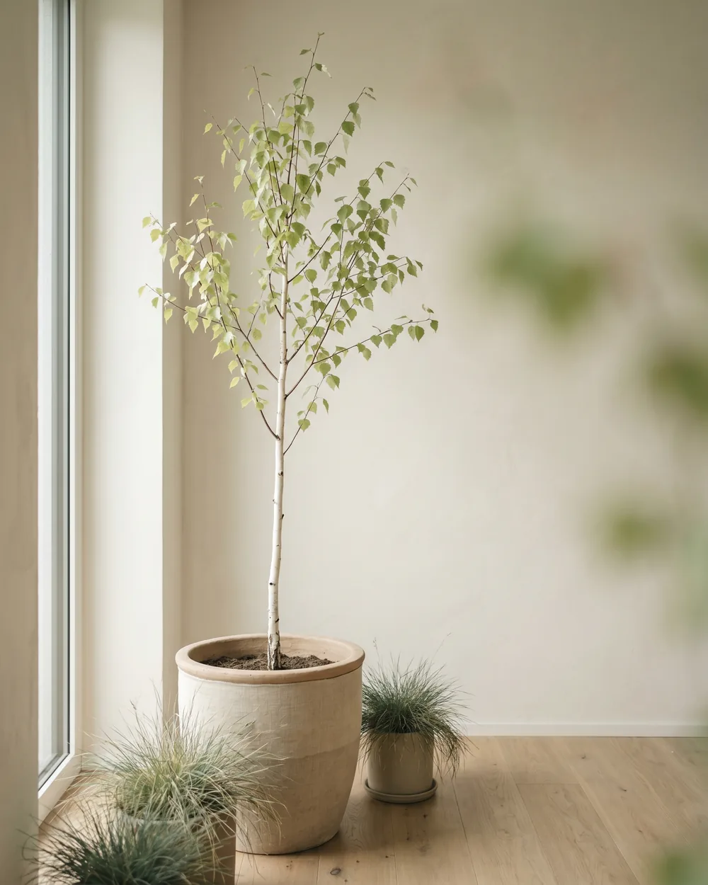 Birke styliert im Wohnraum