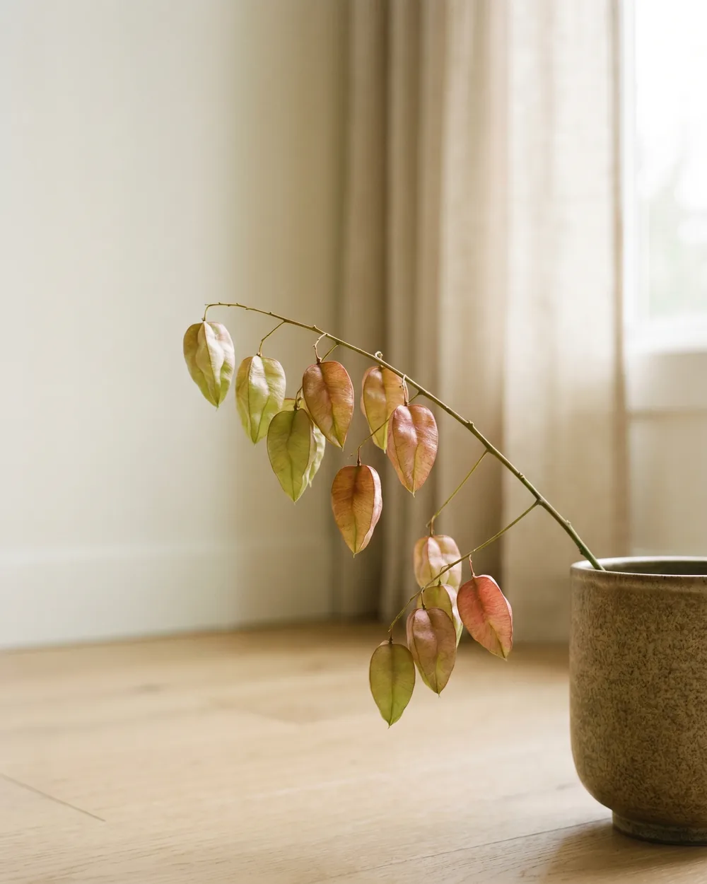 Blasenbaum styliert im Wohnraum