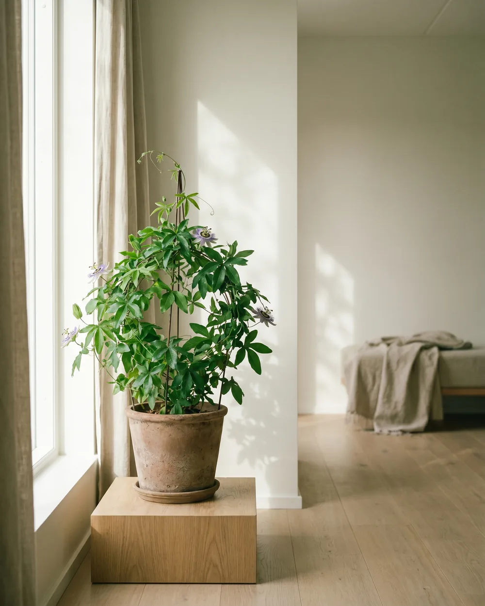 Blaue Passionsblume styliert im Wohnraum