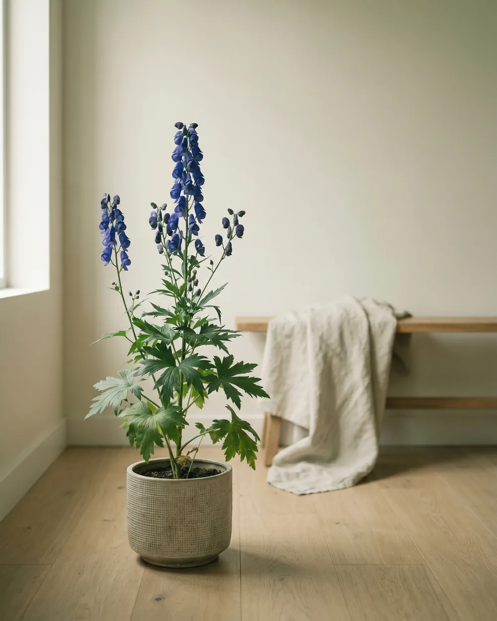 Blauer Eisenhut styliert im Wohnraum