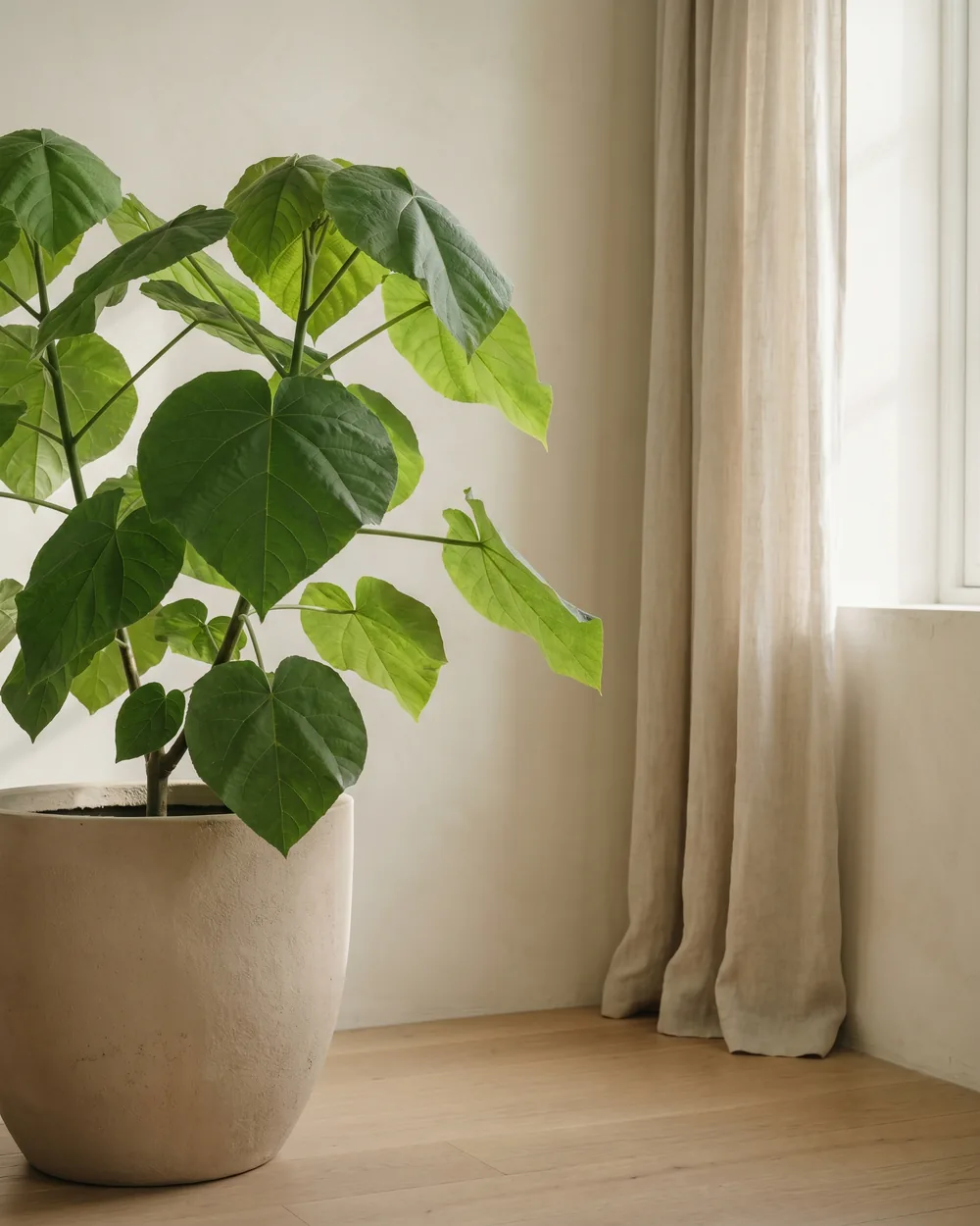 Blauglockenbaum styliert im Wohnraum