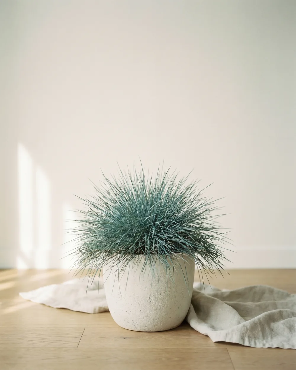 Blaugräser styliert im Wohnraum