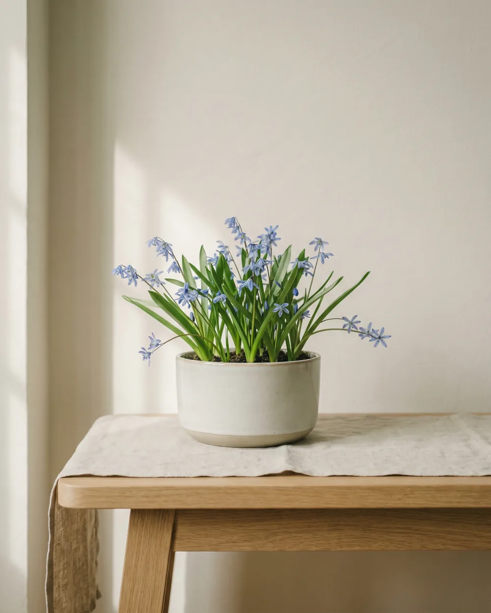 Blaustern styliert im Wohnraum