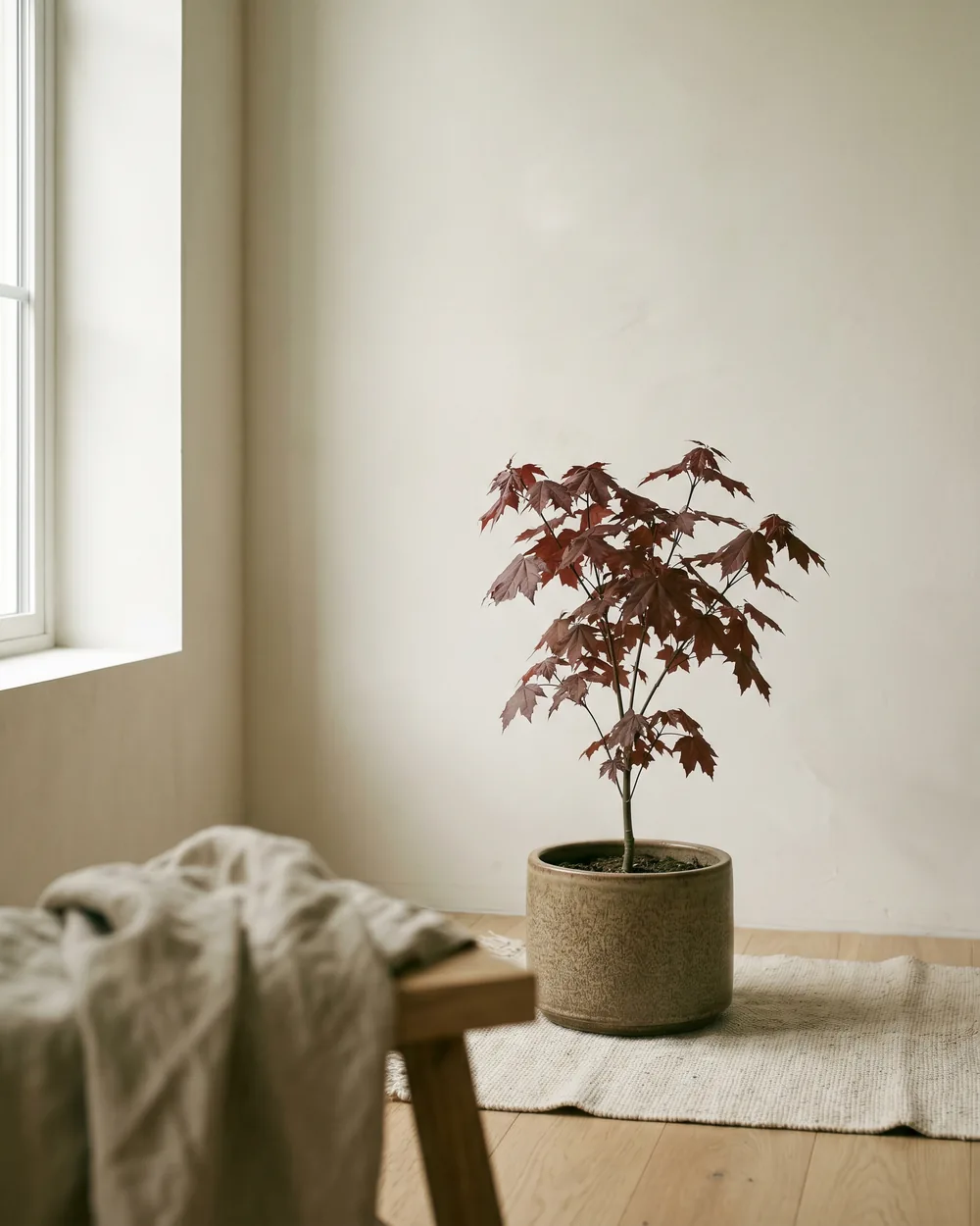 Blutahorn styliert im Wohnraum