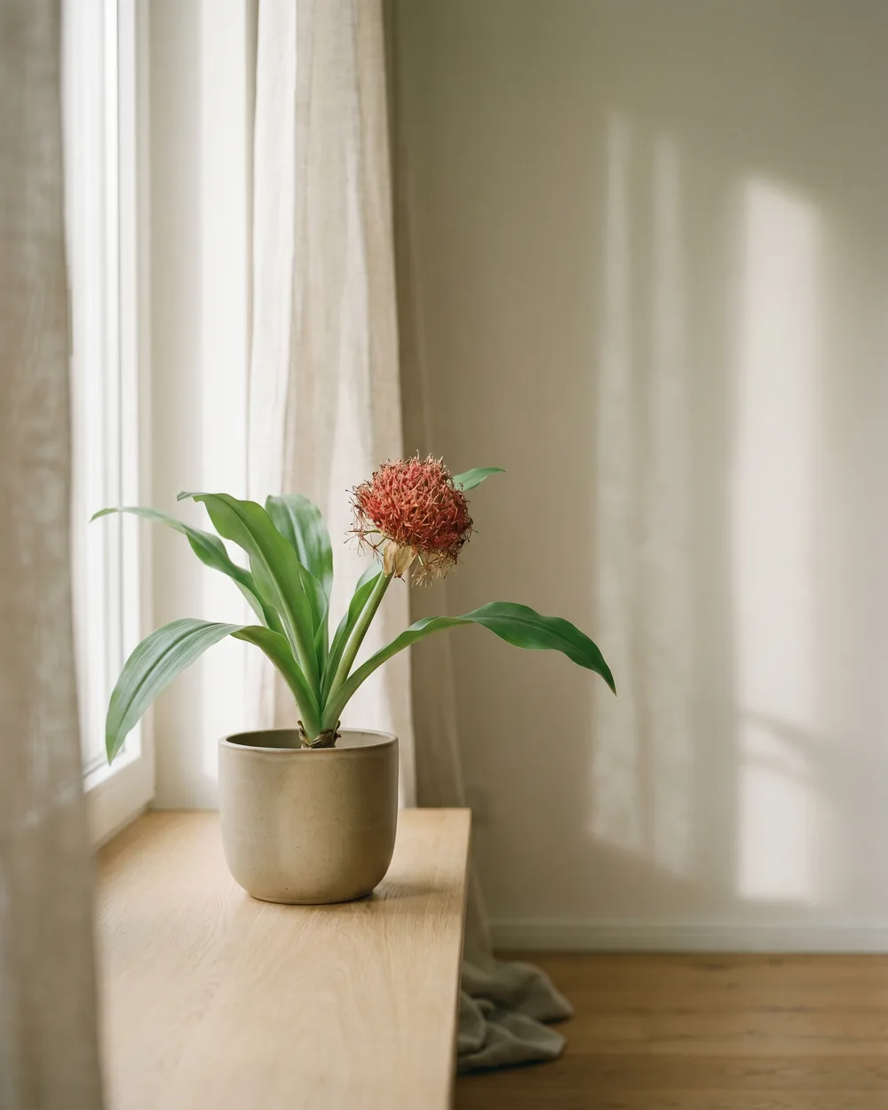 Blutblume styliert im Wohnraum