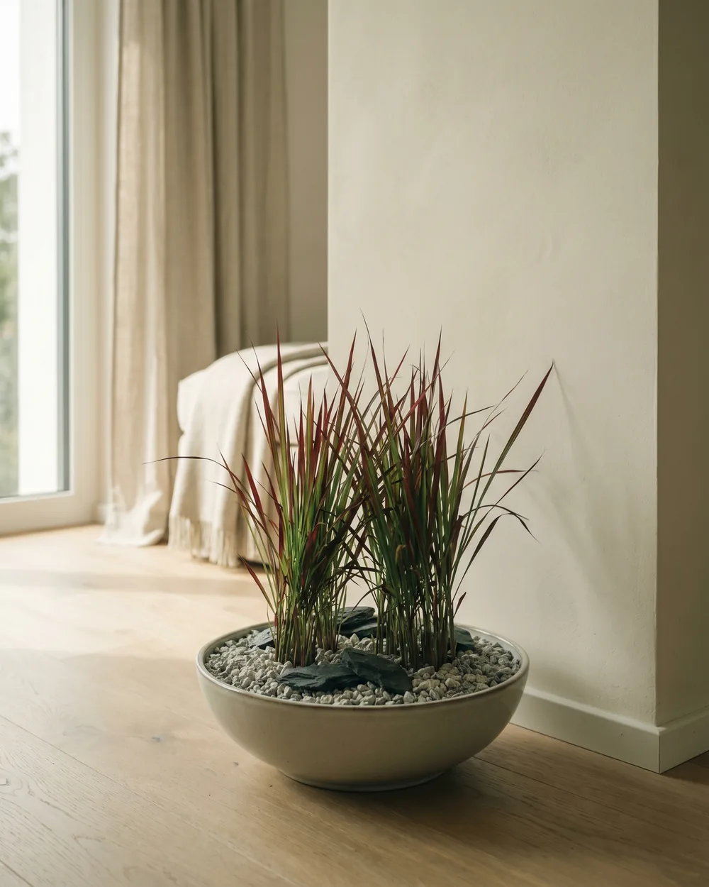 Blutgras styliert im Wohnraum